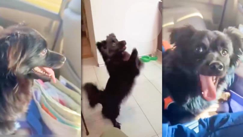 Cățelul Filimon de la Azilul din Chișinău a fost adoptat în SUA