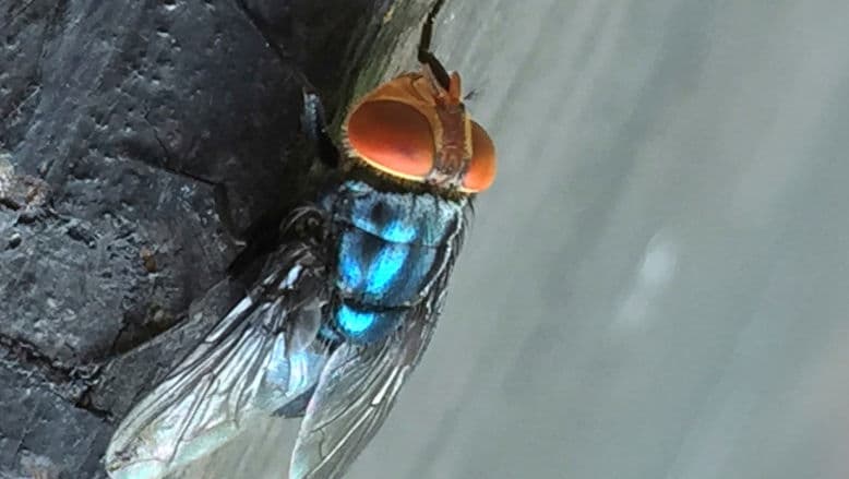 Infestare cu musca viermilor de carne în SUA, prima dată în 60 de ani