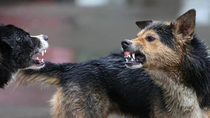 Cazurile de rabie la animale au crescut de 2,5 ori în Chișinău în 2022