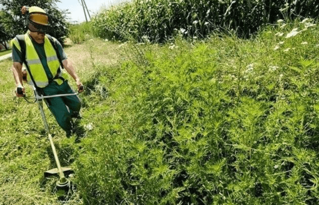 Campania „Fără ambrozie” continuă: pericolele plantei invazive în Moldova